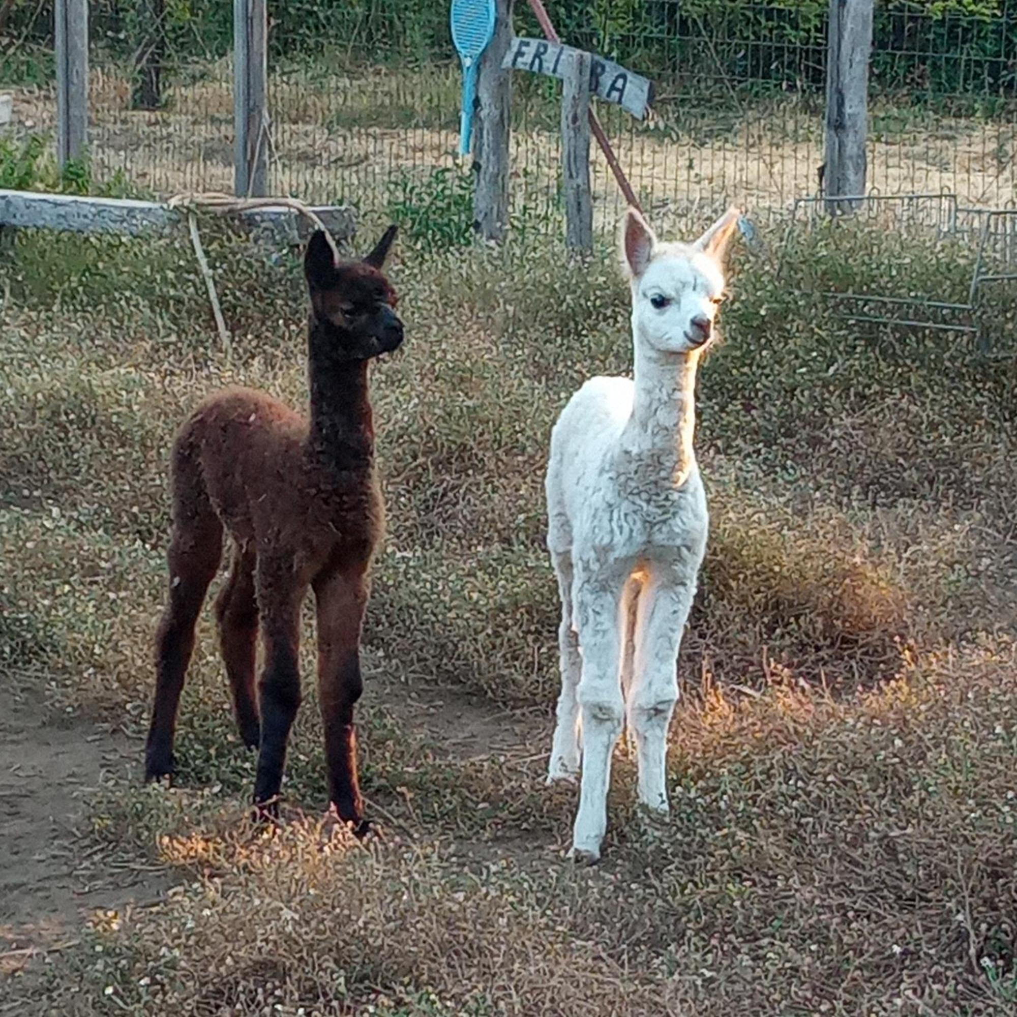 Alpaca Etna Rooms Da Mariagiovanna Linguaglossa Exterior foto